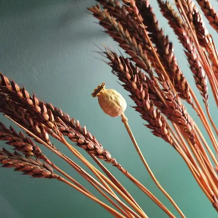 Les Confidences De Messire Sanglier, Stylished Landhuis *